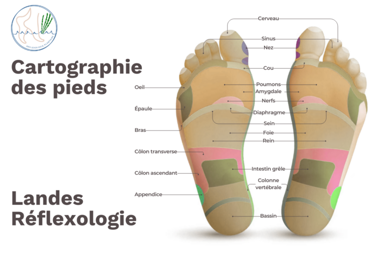 Cartographie des pieds d'après la réflexologie plantaire